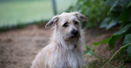 Little dog looking at the camera, portrait of a dog on garden background, fluffy animal, pet.の写真素材