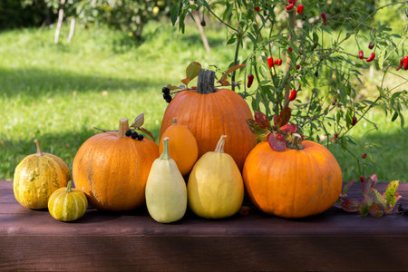 Ripe orange pumpkins, autumnal cozy still life. Thanksgiving day, mabon, halloween holiday concept.の写真素材