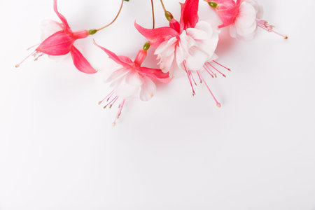 Autumn flowers composition. Frame made of pink fuchsia flowers on white background. Flat lay
