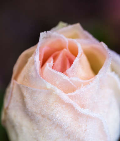 Delicate pale pink rose bud close upの写真素材