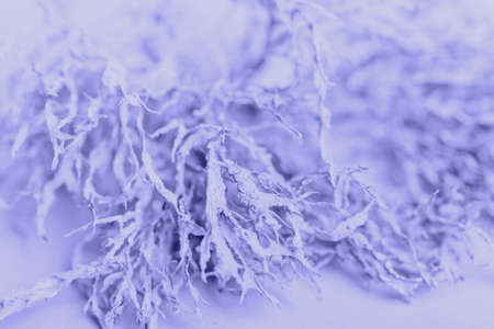 Abstract natural background lichen close up in the colors of the year 2022の写真素材