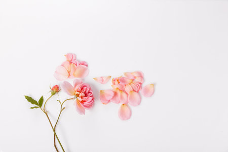 Roses and petals flying from a flower top view flat layの写真素材