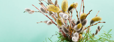 Expanded buds on pussy willow against blue backgroundの写真素材