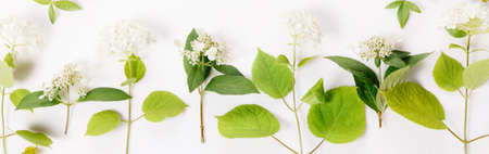 Festive flower composition on white background. Overhead viewの写真素材