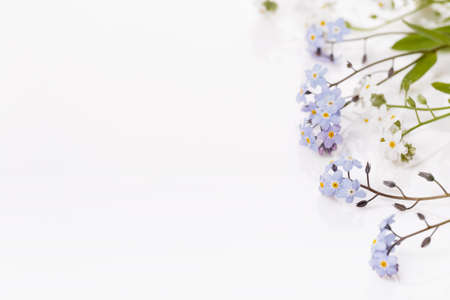 Festive wild spring summer flowers forget-me-nots composition on the white background. Overhead top view, flat lay. Copy space.の写真素材