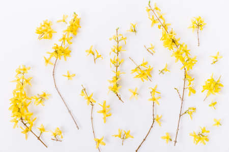Forsythia branches covered with yellow flowers on white backgroundの写真素材