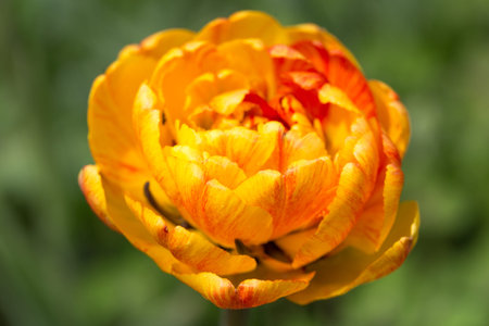 Lush and large double orange-yellow flower tulip Orange Angelique close upの写真素材
