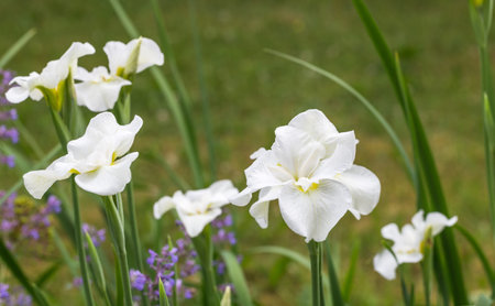 White Siberian Iris Gulls Wing in flower