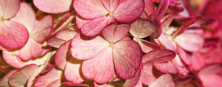 Burgundy color hydrangea flowers pattern close up full frame background top view. Flowers texture. Autumn bannerの写真素材