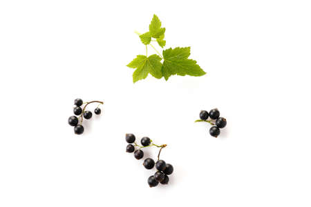 black currant with leaf isolated on white background. Top view. Flat layの写真素材