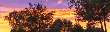 Silhouettes of pine and birch trees against the backdrop of bright summer sunset