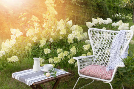 Romantic seating area in the garden, wooden table and white wicker chair near large blooming hydrangea bushesの写真素材