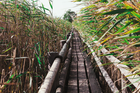 Wooden bridge pathway through beautiful reed landscapeの写真素材