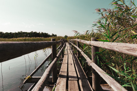 Wooden bridge pathway through beautiful reed landscapeの写真素材