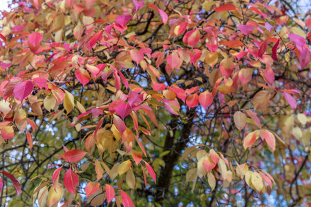 Autumn tree with red and yellow foliage in the park. Kemeri Landscape Park. Latvia, Europe