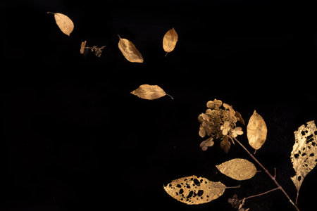 Golden hydrangea flowers and leaves on black backgroundの写真素材