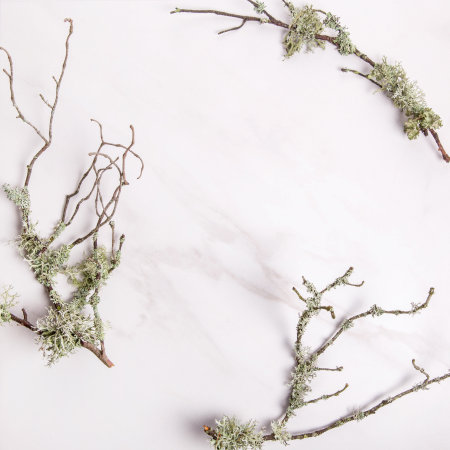 Composition of bark of tree branches and lichen on a marble background. Frame, flat lay for organic cosmetic productsの写真素材