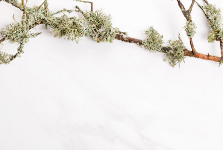 Composition of bark of tree branches and lichen on a marble background. Frame, flat lay for organic cosmetic productsの写真素材