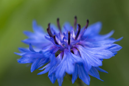 Blue flower of cornflower in the field. Blue cornflowers on green background.の写真素材