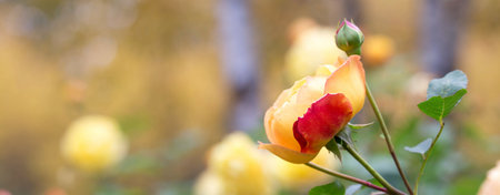 Graceful shoots yellow roses with buds and fading flowers against golden autumn gardenの写真素材
