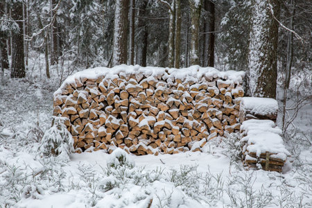 Cut firewood in the forest, winter forest, snow.の写真素材
