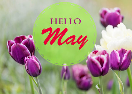 Beautiful purple tulip flowers and text HELLO MAY on green backgroundの写真素材