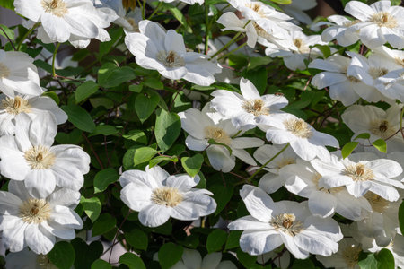 Abundant flowering of white clematis Guernsey Cream on trellis in garden, summer sunny dayの写真素材