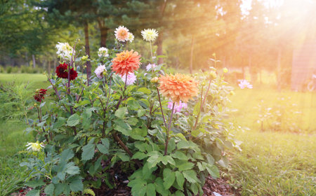 Autumn landscape, bright large dahlias, orange and burgundy autumn flowers in the garden in the rays of the sun. Seasonal concept.の写真素材