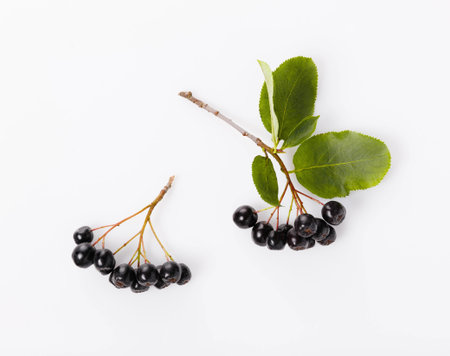 Aronia melanocarpa, black chokeberry isolated on white backgroundの写真素材