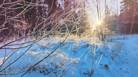 Winter forest landscape. Sunlight in the winter forest.の写真素材