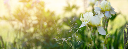Peaceful panoramic image with white iris flowers in soft sunlight, for wellness blog, meditation content, nature therapy visuals, or holistic lifestyle branding. Wide layout, free space, floral calmの写真素材