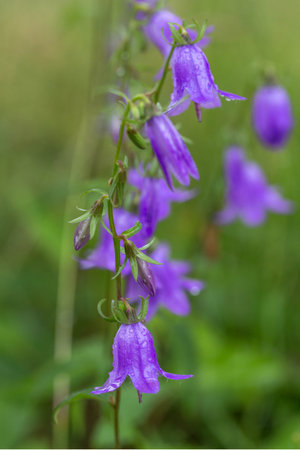 Vertical floral background with purple bellflowers and blurred meadowの写真素材