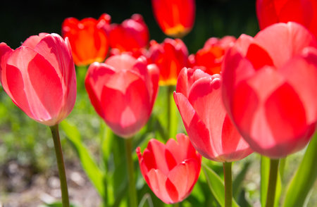 Tulips blooming in spring garden, close up of pink flowers with soft light and green background, perfect for plant catalogs, seasonal floral designの写真素材