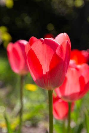 Tulips blooming in spring garden, close up of pink flowers with soft light and green background, perfect for plant catalogs, seasonal floral designの写真素材