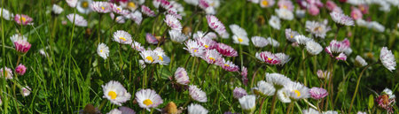 Horizontal banner with blooming wild daisies on green meadow, soft spring floral background for web header, eco-friendly design, botanical packaging, seasonal banner or site introの写真素材