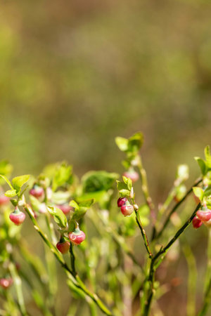 Blueberry blossoms on delicate green stem, soft light, blurred spring background, close up of natural flower detail, organic garden moment.の写真素材