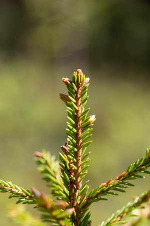 Close-up young spruce shoot with fresh green needles on blurred background, natural spring forest detail, botanical vertical layout for banner, packaging, calm nature and seasonal renewal themeの写真素材