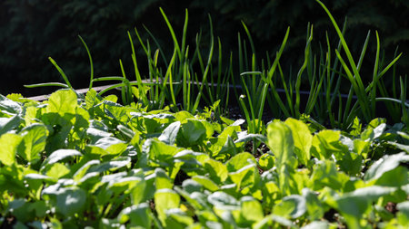 Fresh organic greens and onion sprouts in raised garden bed, natural sunlight, shadows, spring harvest theme, ideal for banners, eco packaging, gardening blogs, wellness, sustainable lifestyleの写真素材