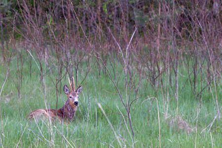 Wild roe deer buck lying in fresh green grass, alert gaze, early spring meadow, wild animal in natural habitat, concept of quiet forest scene, nature connection, wildlife photography, Latviaの写真素材