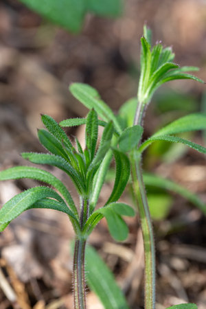 Vertical macro of fresh cleavers plant with bristly stems and soft green leaves, natural herb in early spring light, wild foliage close up for eco design, nature visuals, botanical layout, mobile useの写真素材