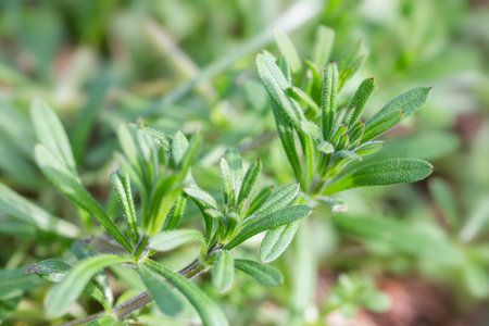 Wide macro banner with cleavers plant leaves in natural spring light, green wild herb foliage close up for eco-friendly design, organic visuals, web headers, herbal lifestyle and nature conceptsの写真素材