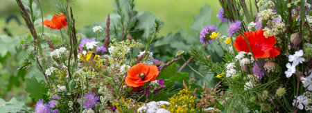 Wildflower banner with red poppies, daisies, clovers, herbs in summer garden, space for text. Ideal for Midsummer, solstice celebrations, natural wellness, pagan traditions, slow livingの写真素材