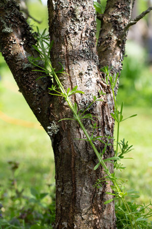 Wild cleavers plant wrapping around old apple tree trunk, bark with natural lichen in spring sunlight, rustic garden detail, untamed greenery, seasonal herbal scene, forest herbal environmentの写真素材