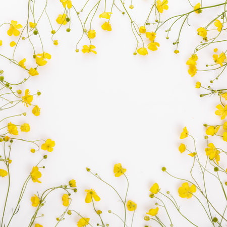 Buttercup flower square frame, flat lay, white background, seasonal wildflowers, nature styling, soft floral mood, midsummer vibe, Juhannus, Midsommar, Ligo, Sankthansaften, Kupala Night, summer mockupの写真素材