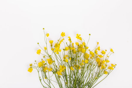 Wild buttercup bouquet on white background, seasonal summer flat lay with space for text, traditional foraging flowers used in solstice celebrations, nature rituals and folklore symbolsの写真素材