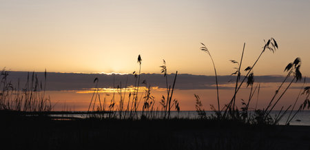 Sunset over Baltic Sea in Engure, Latvia, reed silhouette on coast, golden sky, summer solstice atmosphere, calm evening, warm light, copy space, panoramic format, natural backgroundの写真素材