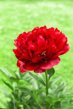 Red peony in full bloom, lush green background, vertical composition, vivid garden flower closeup, seasonal botanical image for spring summer design, nature banner conceptの写真素材