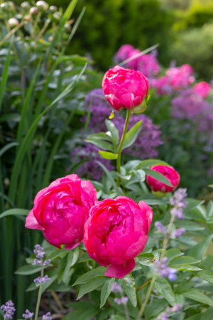 Blooming peonies in vertical summer garden layout, soft petals in vibrant pink, purple alliums in background, lush green foliage, seasonal flower composition, natural light, botanical floral sceneの写真素材