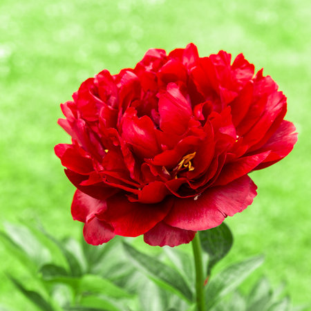 Square botanical closeup of red Buckeye Belle peony in full bloom, soft green blurred background, vivid petals, garden flower portrait, perfect for packaging, branding, seasonal greeting designの写真素材
