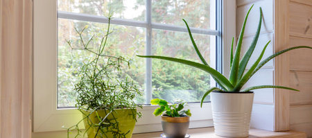 Green home interior with aloe vera, rhipsalis and cactus on a wooden windowsill. Natural light and copy space make it ideal for banners, eco blogs, indoor gardening content and wellness designの写真素材